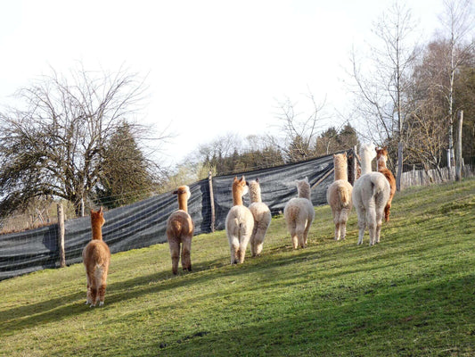 9 Alpakas leben auf unserer Alpaka Ranch in der Nähe von Würzburg - ein bunte Alpakaherde!