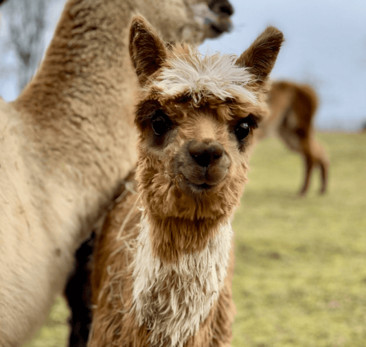 Alpakas und Lamas bringen Freude – so auch unsere Bekleidung mit Tiermotiven, Alpaka Prints und mehr!